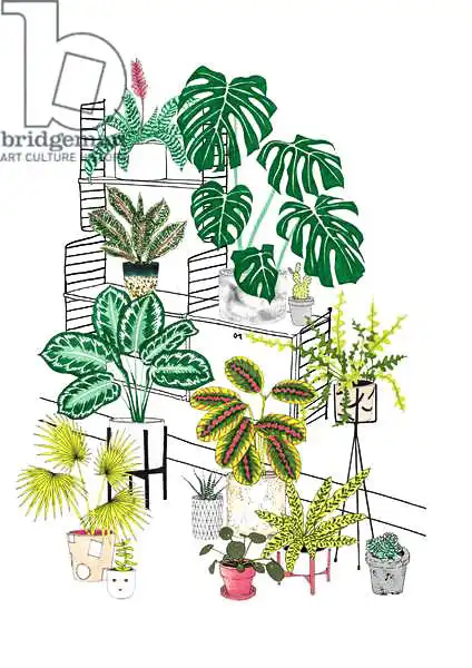Colley, Jacquelin: Plantas de interior de mediados de siglo