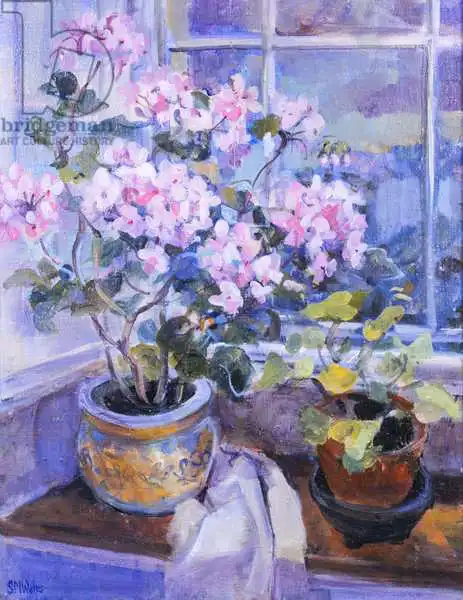 Wales, Su: Pink geranium on window seat, 1996