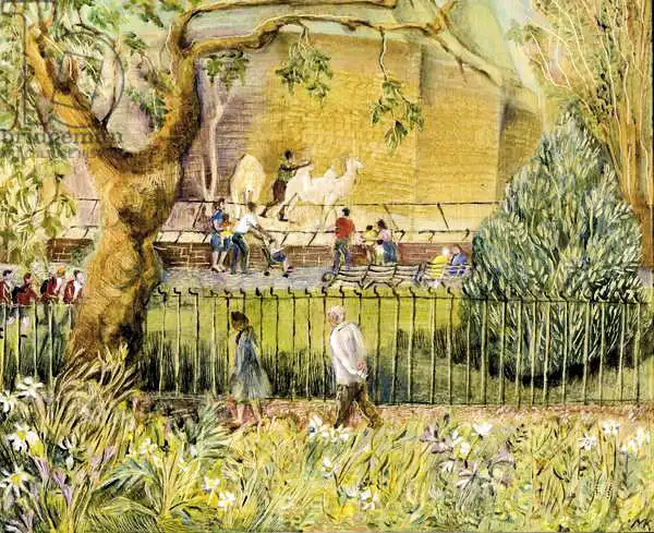 Kuper, Mar: Zoo di Londra, cammelli