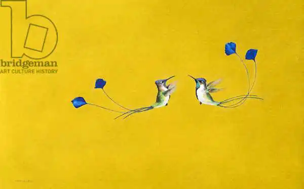 Hayward, Ti: Colibrì