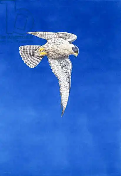 Hayward, Ti: Falco pellegrino