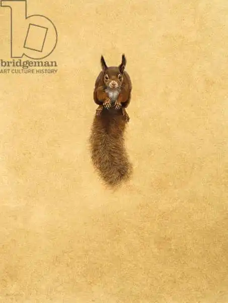 Hayward, Ti: Leaping Red Squirrel -