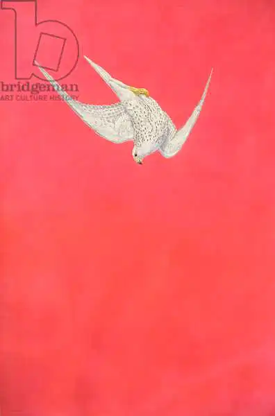 Hayward, Ti: Pink Swoop; Gyr Falcon