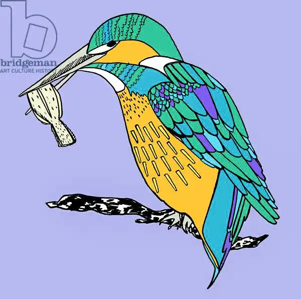 Elise, Ambe: Kenny kingfisher pen and ink, digitally coloured
