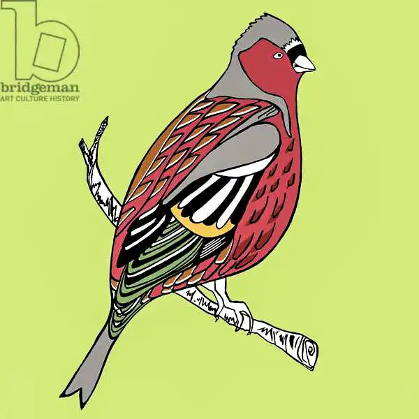 Elise, Ambe: Charlie Chaffinch, pen and ink, digitally coloured