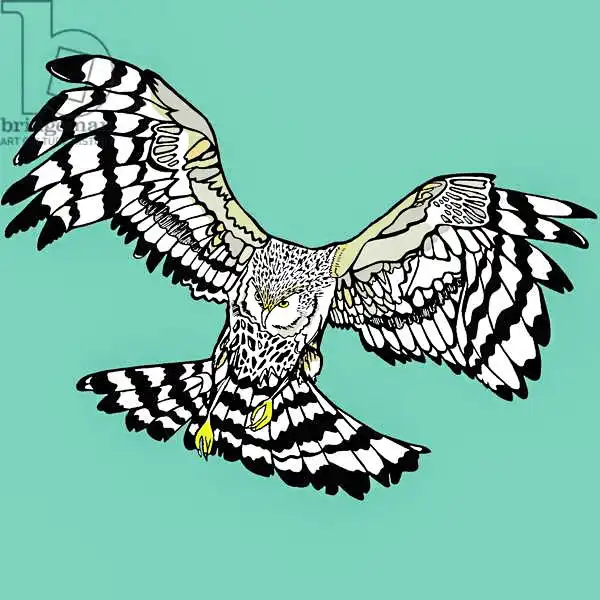 Elise, Ambe: Hettie Hen Harrier, pen and ink, digitally coloured