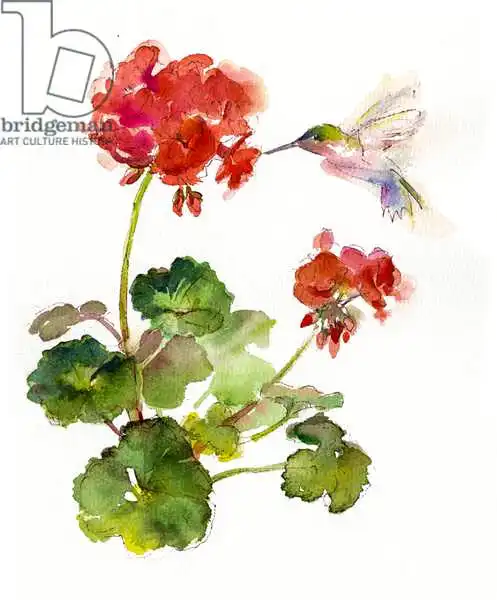 Keeling, Joh: Colibrí con geranio
