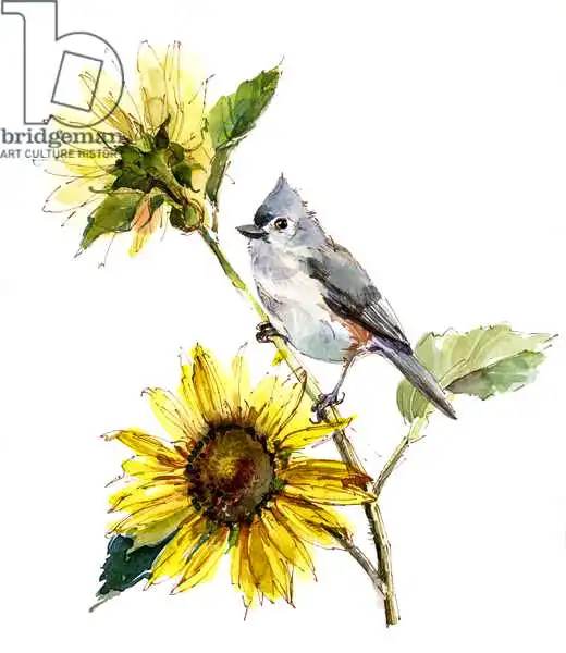 Keeling, Joh: Carbonero común con girasol
