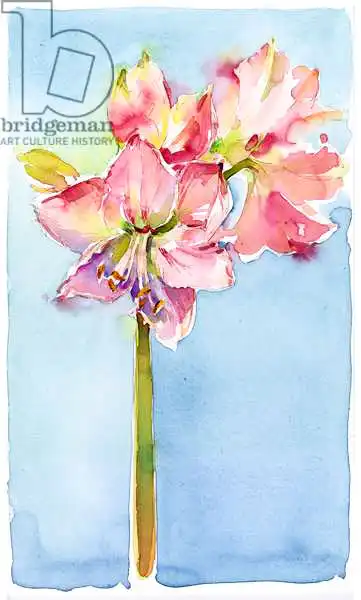 Keeling, Joh: Amarilis con fondo aqua