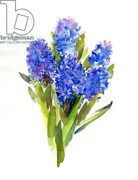 Keeling, Joh: Jacinto azul
