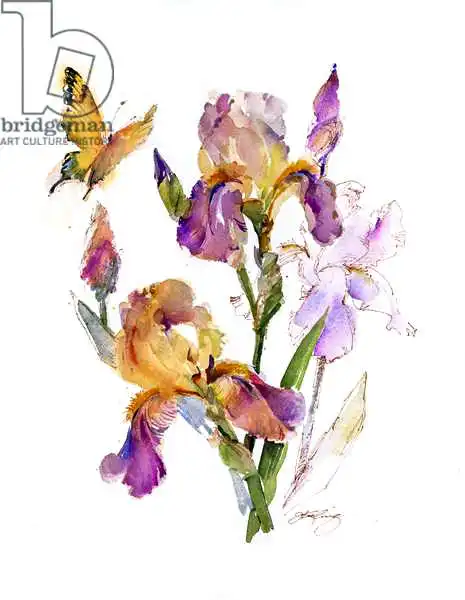 Keeling, Joh: Iris con farfalla gialla