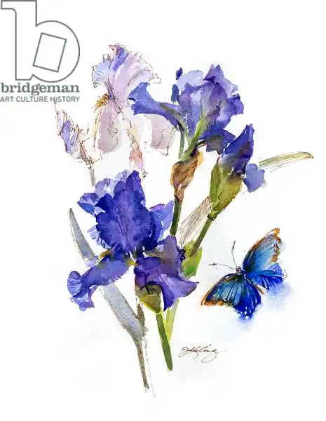 Keeling, Joh: Iris con mariposa azul