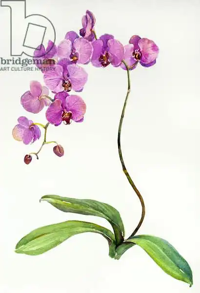 Keeling, Joh: Orquídea botánica