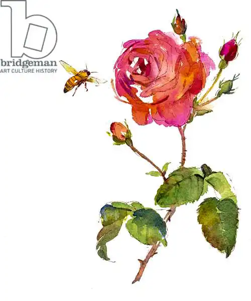 Keeling, Joh: Rosa con abeja