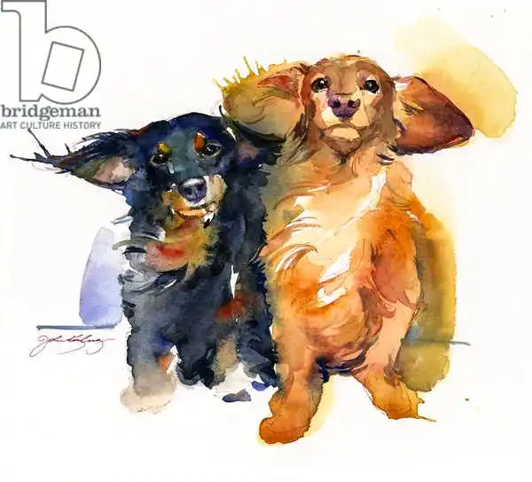Keeling, Joh: Duo di bassotti