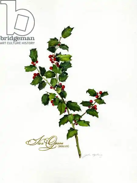 Keeling, Joh: Agrifoglio botanico
