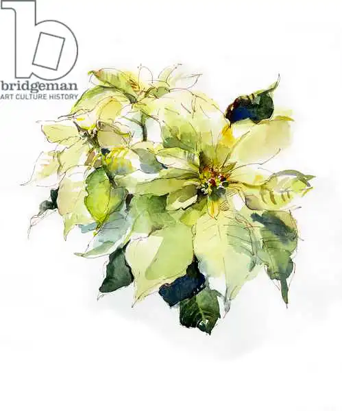 Keeling, Joh: Flor de Pascua blanca