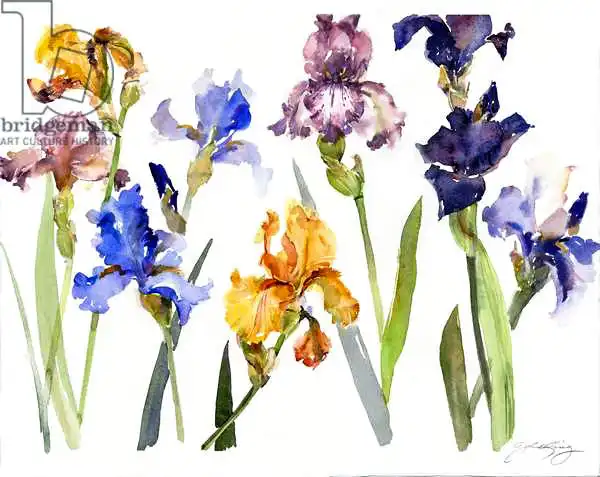 Keeling, Joh: Iris