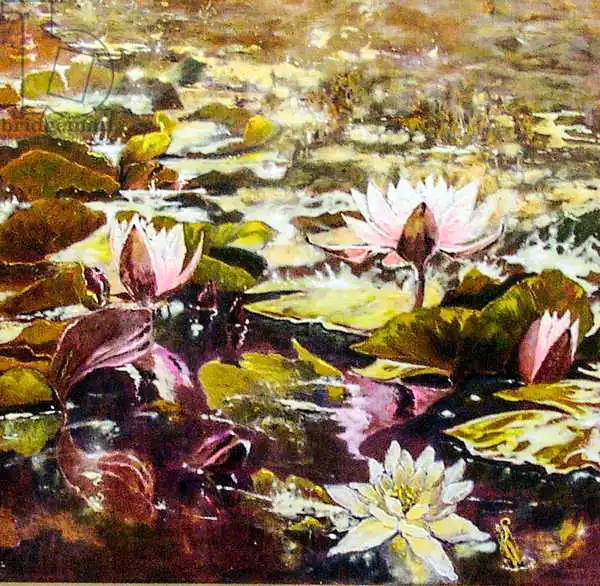 Smith, Mar: Lilies in Melbourne gardens