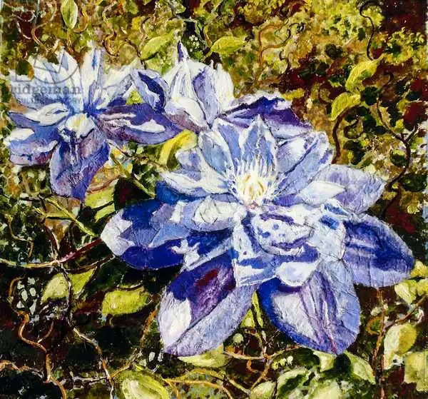 Smith, Mar: Clematis