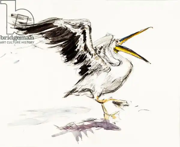 Sanders, Francesco: Pellicano 1