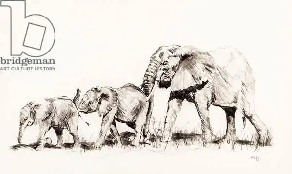 Sanders, Francesco: Elephant family