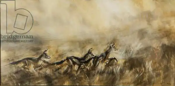 Sanders, Francesco: Jackal study