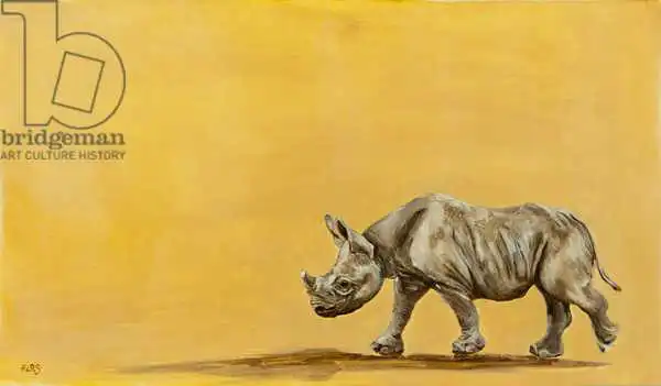 Sanders, Francesco: Rinoceronte