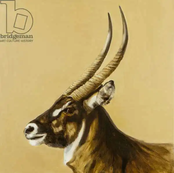 Sanders, Francesco: Capriolo