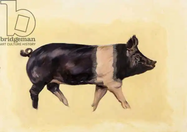 Sanders, Francesco: Hampshire pig