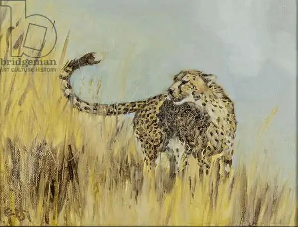 Sanders, Francesco: Cheetah study 2
