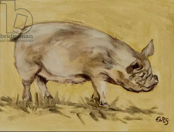 Sanders, Francesco: Middlewhite pig