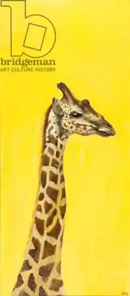 Sanders, Francesco: Giraffa
