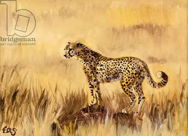 Sanders, Francesco: Cheetah in grass 1