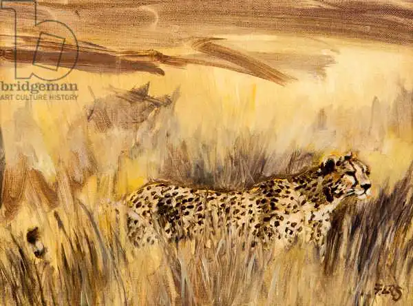 Sanders, Francesco: Cheetah in grass 2