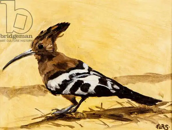 Sanders, Francesco: Hoopoe