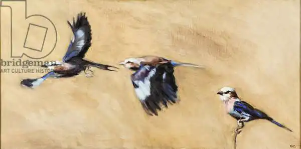 Sanders, Francesco: Lilac breasted roller trio