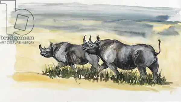 Sanders, Francesco: Black rhinos in Masai mara