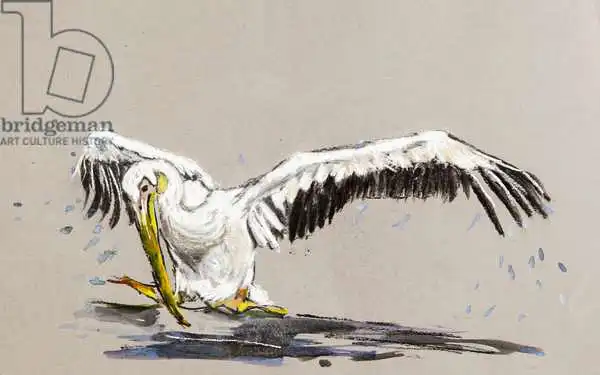 Sanders, Francesco: Pellicano 2