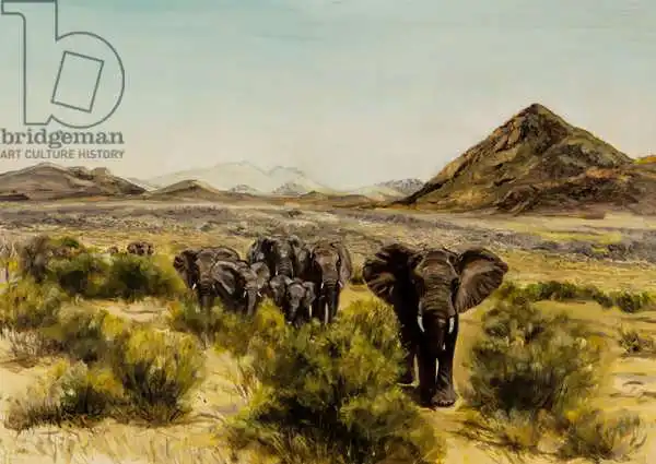 Sanders, Francesco: Elephant in Samburu