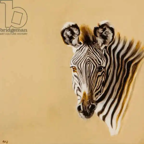 Sanders, Francesco: Grevy Zebra
