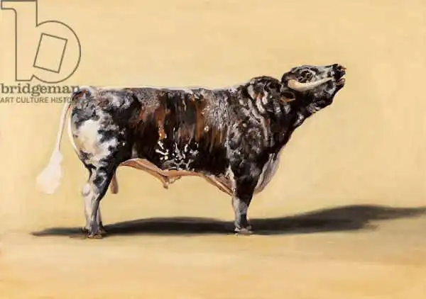 Sanders, Francesco: Longhorn bull