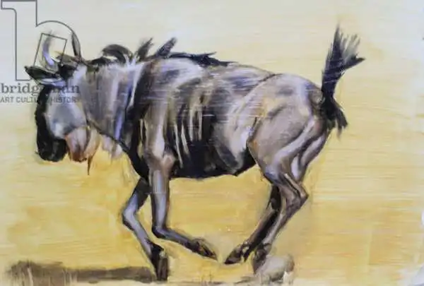 Sanders, Francesco: Wildebeest sketch