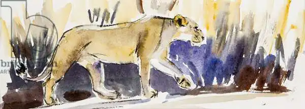 Sanders, Francesco: Lioness sketch