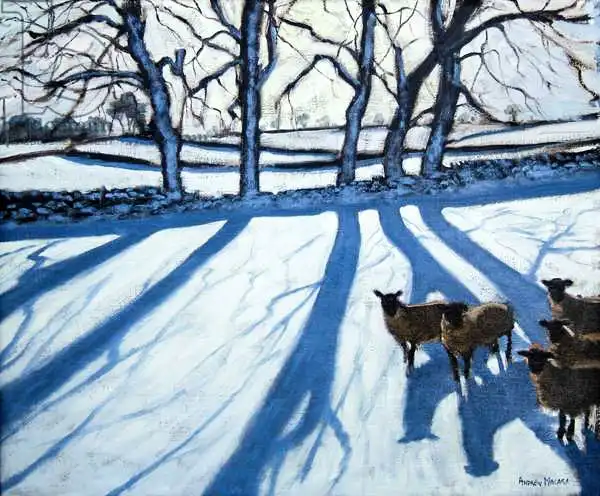 Macara, Andre: Sheep in snow, Derbyshire