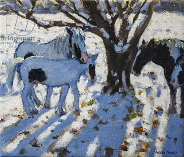 Macara, Andre: Skewbald Ponies in Winter