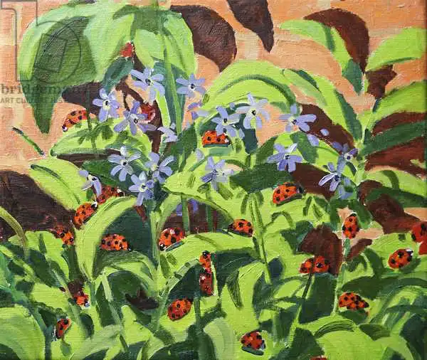 Macara, Andre: Ladybirds,2013