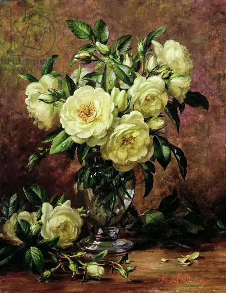 Williams, Albert: Roses blanches, un cadeau du cœur