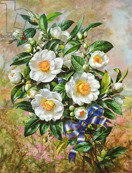 Williams, Albert: Coronation Camelia from the 