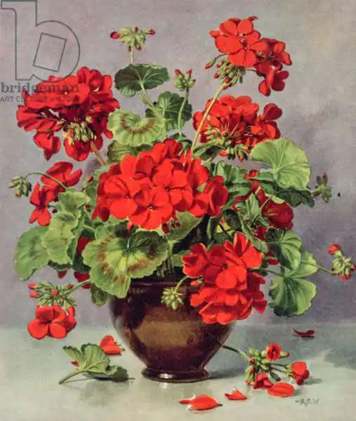 Williams, Albert: PB/273 Geranium in an Earthenware Vase